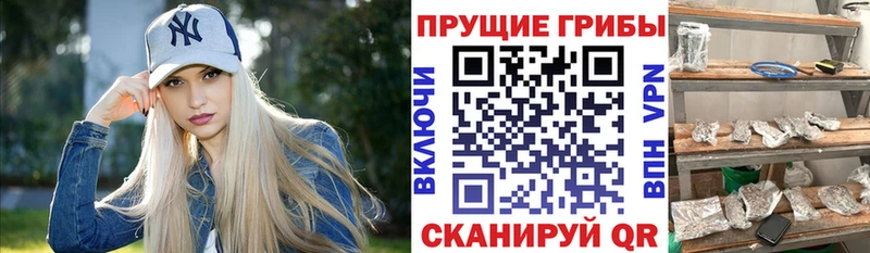 Галлюциногенные грибы Psilocybine cubensis  Оренбург 